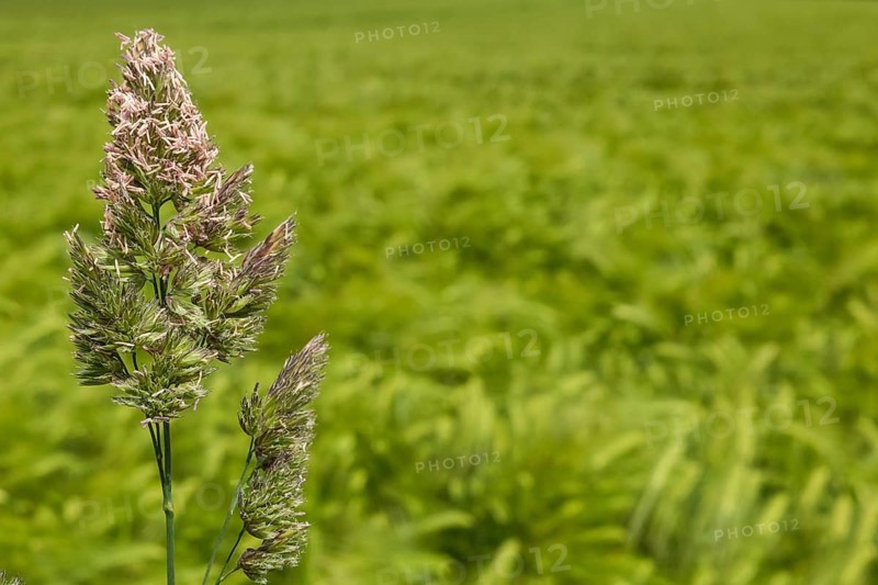 A ripe wheat field, its stalks bending golden in the dryness