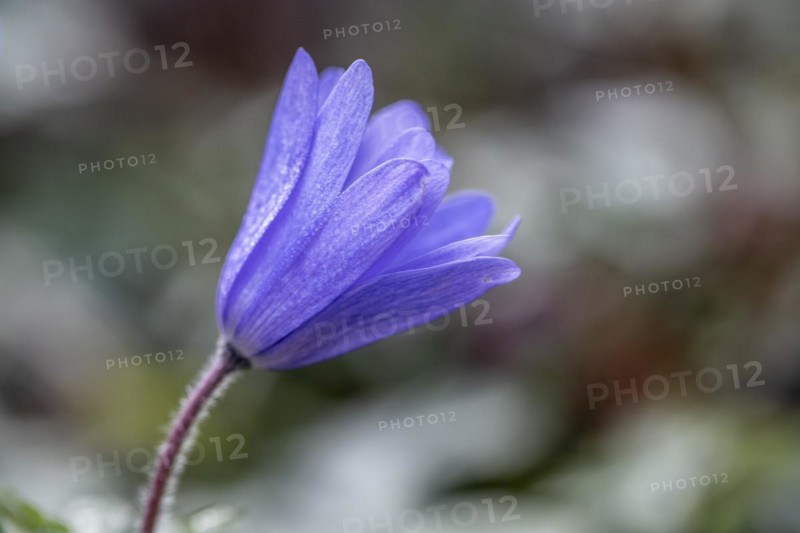 Grecian windflower (Anemone blanda), Speyer, Rhineland-Palatinate, Germany, Europe