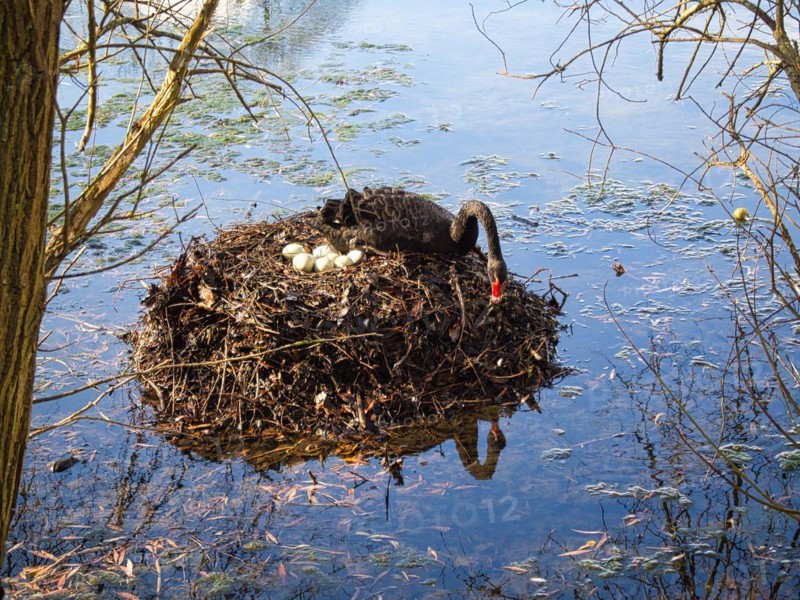 Black swan (Cygnus atratus) at a nest with eggs, North Rhine-Westphalia, Germany, Europe