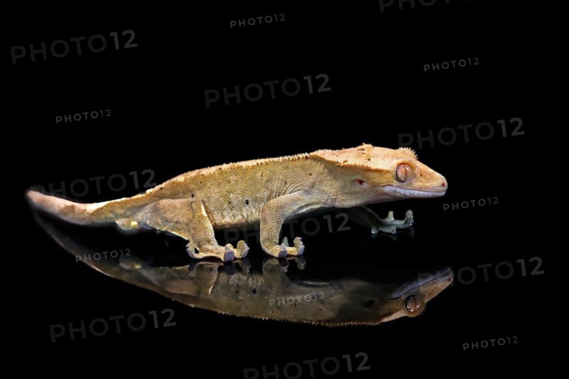 New Caledonian eyelash gecko (Correlophus ciliatus), adult, captive, New Caledonia, Oceania