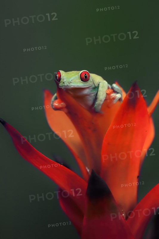 Red-eyed tree frog (Agalychnis callidryas), adult, on bromeliad, captive, Central America
