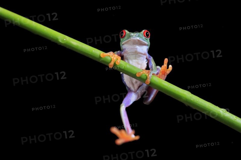 Red-eyed tree frog (Agalychnis callidryas), adult, on green stem, Aeonium, captive, Central America