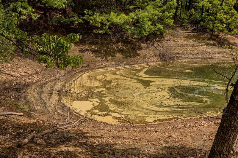 A parched pond bed covered with green algae and surrounded by trees, in South Korea