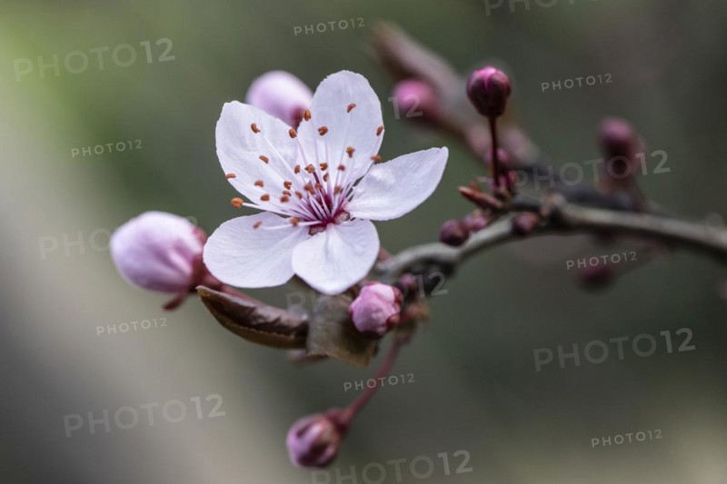 Myrobolane (Prunus cerasifera), blossom, Speyer, Rhineland-Palatinate, Germany, Europe