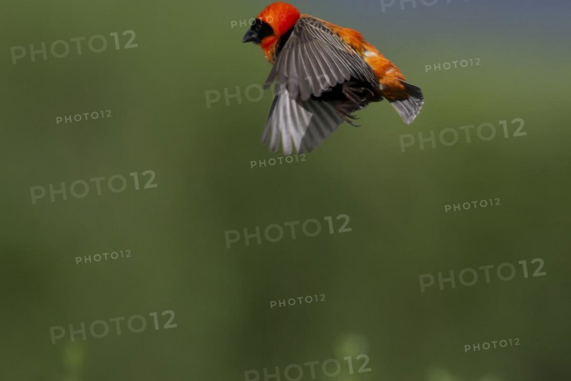 Southern red bishop (Euplectes orix), Irene, Gauteng, South Africa, Africa