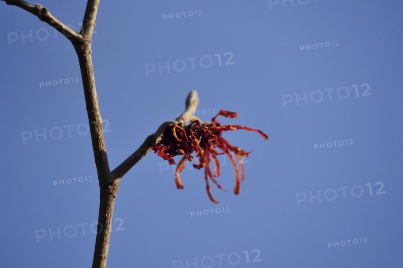 Red witch hazel, March, Germany, Europe