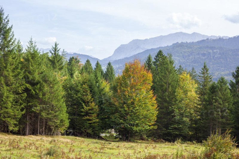 Wetterstein mountains with forest in autumn, hiking trail Kramerplateauweg, Garmisch-Partenkirchen, Upper Bavaria, Bavaria, Germany, Europe