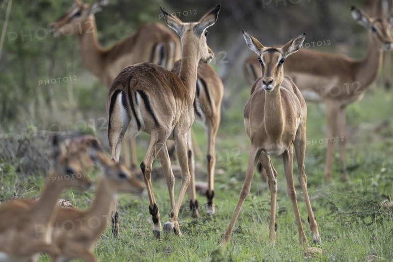 Black Heeler Antelope or Impala (Aepyceros melampus) herd with young, nursery, Madikwe Game Reserve, North West Province, South Africa, RSA, Africa