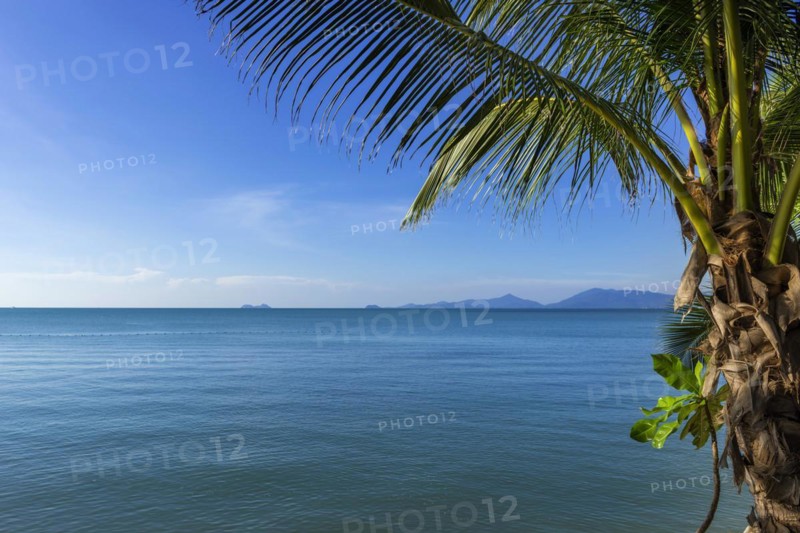 Palm tree at Maenam beach on Koh Samui, island, palm tree, water travel, holiday, tourism, text field, nobody, empty, sea, ocean, symbol, symbolic, weather, beautiful, lovely, idyllic, idyllic, calm, tranquil, calmness, relaxed, holiday feeling, longing, exotic, seascape, seascape, destination, beach holiday, beach holiday, paradise, holiday paradise, Thailand, Asia