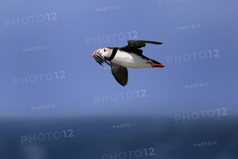 Puffin (Fratercula arctica), adult, flying, with sand eels, with food, Faroe Islands, England, Great Britain, Europe