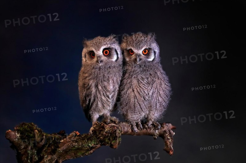 Southern white-faced owl (Ptilopsis granti), juvenile, two juveniles, siblings, at night, on guard, captive