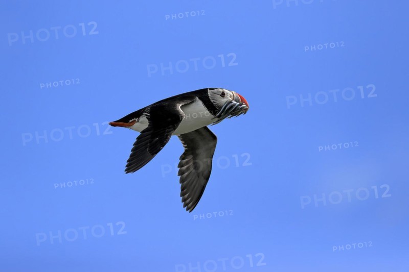 Puffin (Fratercula arctica), adult, flying, with sand eels, with food, Faroe Islands, England, Great Britain, Europe