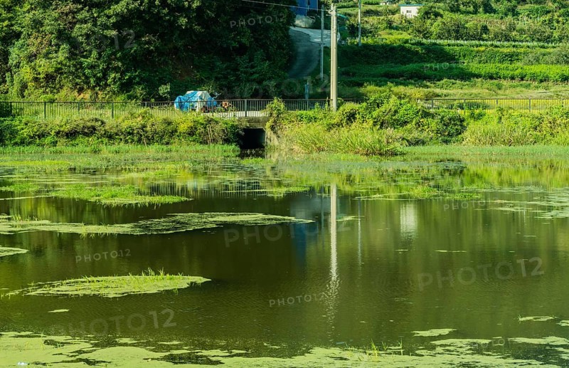 A tranquil pond dotted with lily pads and lush green surroundings, in South Korea