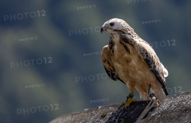 Saker falcon (Falco cherrug), Saker falcon or Saker, dach