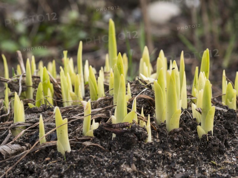 Daylilies (Hemerocallis), shoots, sprout, spring, garden, Lueneburg, Lower Saxony, Germany, Europe