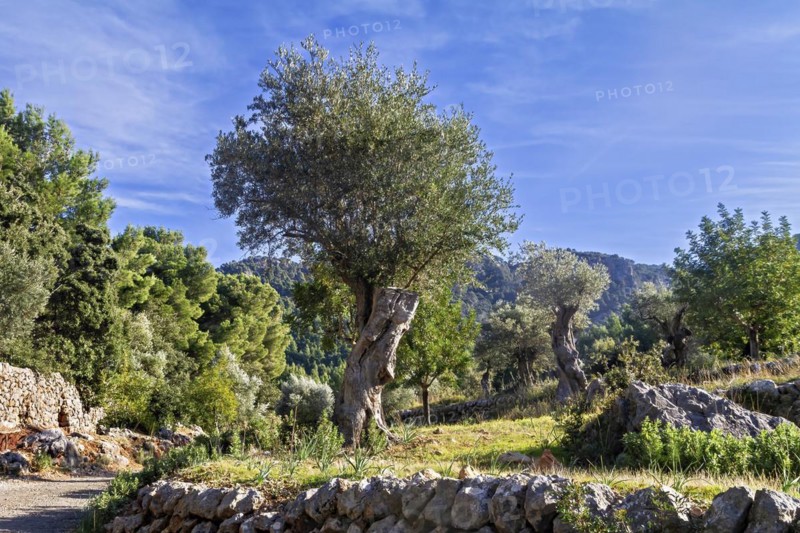 Scenic view of olive trees against a blue sky surrounded by a stone wall, Hiking tour from Estellences to Banyalbufar, Mallorca