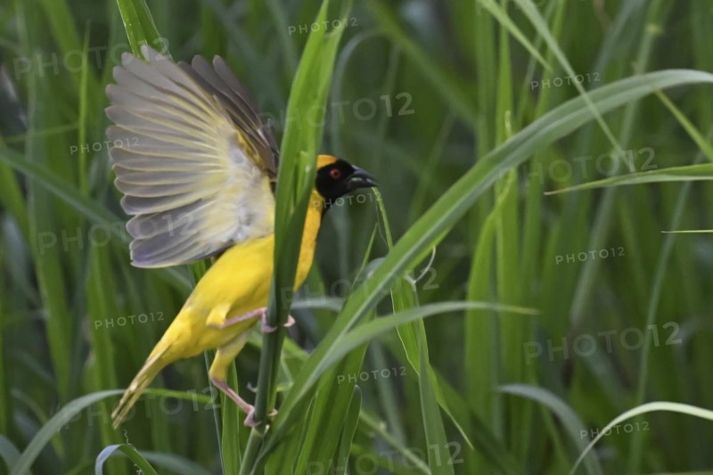 Southern masked weaver (Ploceus velatus) collecting nesting material, Madikwe Game Reserve, North West Province, South Africa, RSA, Africa