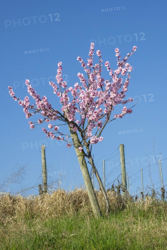 Flowering almond tree (Prunus dulcis) Almond blossom, blue sky, vineyard, Baden-Wuerttemberg, Germany, Europe
