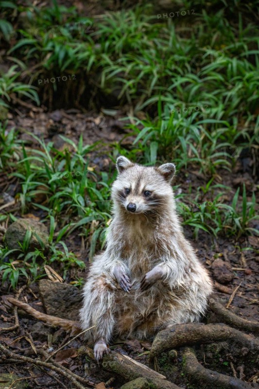 Raccoon in natural environment, close-up, portrait of the animal on Guadeloupe au Parc des Mamelles, in the Caribbean. French Antilles, France, Europe