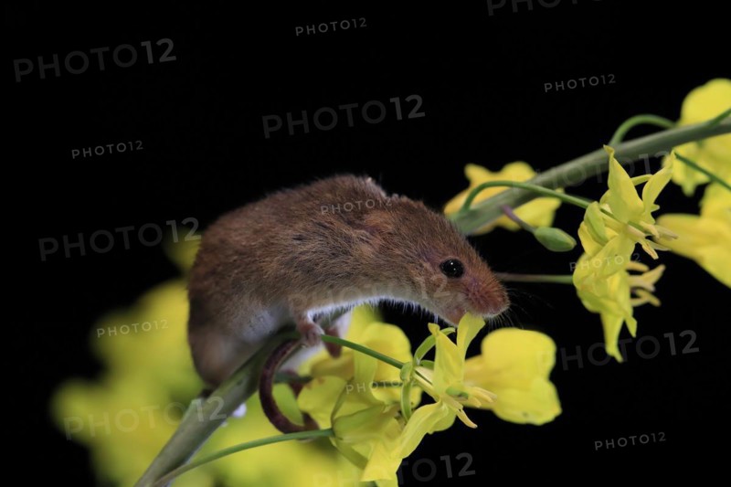 Eurasian harvest mouse (Micromys minutus), adult, on plant stem, flowering, foraging, at night, Scotland, Great Britain