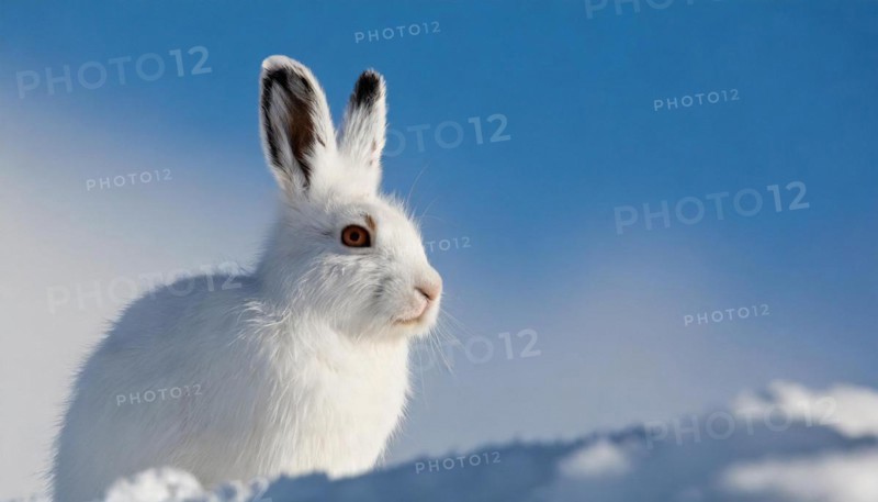 AI generated, A snow hare in winter, (lepus timidus)