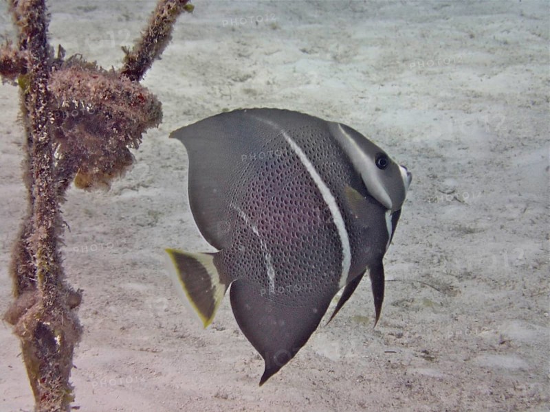 Gray angelfish (Pomacanthus arcuatus), juvenile, dive site Nursery, Tavernier, Florida Keys, Florida, USA, North America
