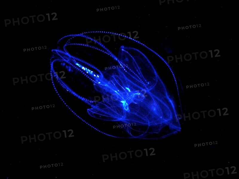 Lobed ribbed jellyfish (Leucothea multicornis), comb jellyfish, at night, dive site, Riviera Beach, Florida, USA, North America
