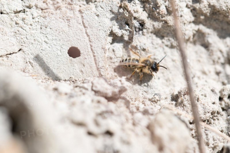 Common sand bee (Andrena flavipes), sitting at the entrance to its ground nest, Sielmanns Naturlandschaft Doeberitzer Heide, Germany, Europe