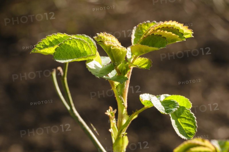 Branch with leaves of Portland rose, fresh shoots, close-up, North Rhine-Westphalia, Germany, Europe