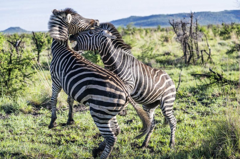 Plains zebra (Equus quagga) 2 stallions fighting, Madikwe Game Reserve, North West Province, South Africa, RSA, Africa