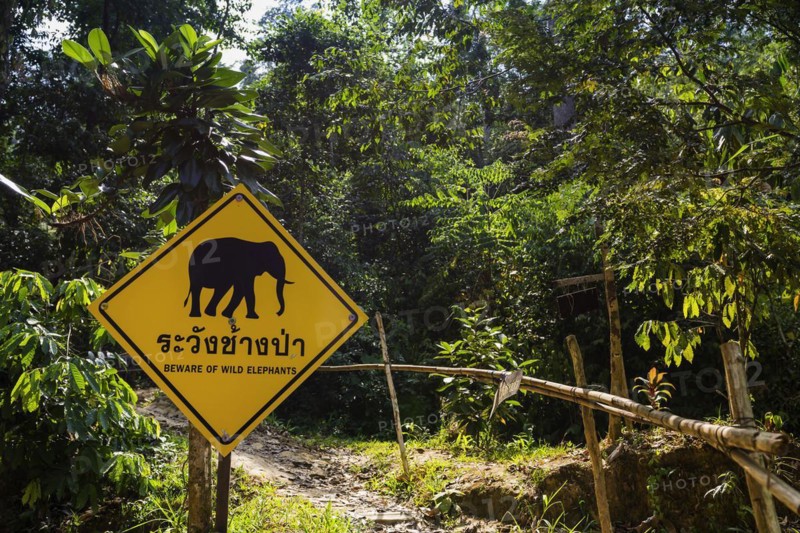 Beware of elephants in the rainforest in Khao Sok National Park, elephant, Asian elephant, road sign, warning sign, warning, caution, forest, danger, jungle, trekking, nature, natural landscape, environment, travel, active holiday, holiday, outdoor, hiking, hiking trail, nature reserve, Thailand, Asia