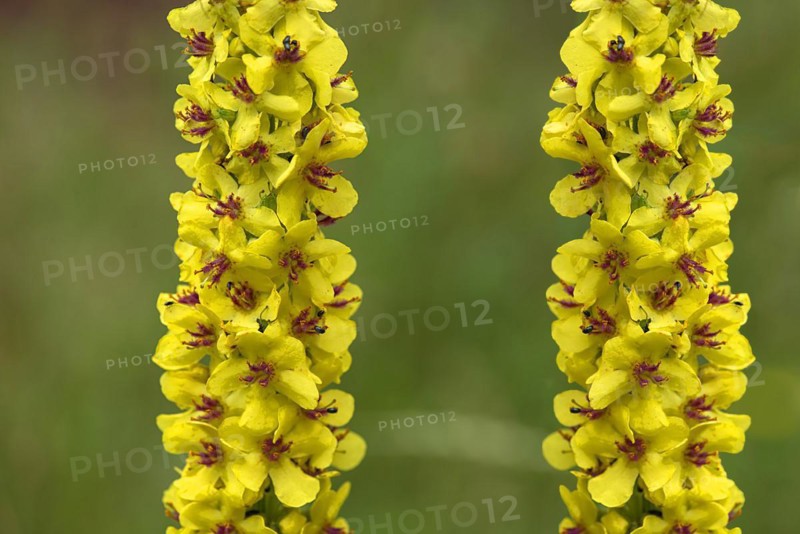 Great mulleins (Verbascum thapsus) Close up, Bavaria, Germany, Europe