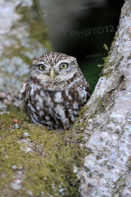 Little owl (Athene noctua), (Tyto alba), adult, on tree trunk, alert, portrait, Lowick, Northumberland, England, Great Britain