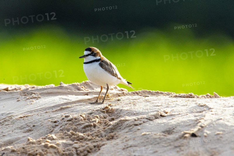 Slender-billed plover (Anarhynchus collaris) Pantanal Brazil