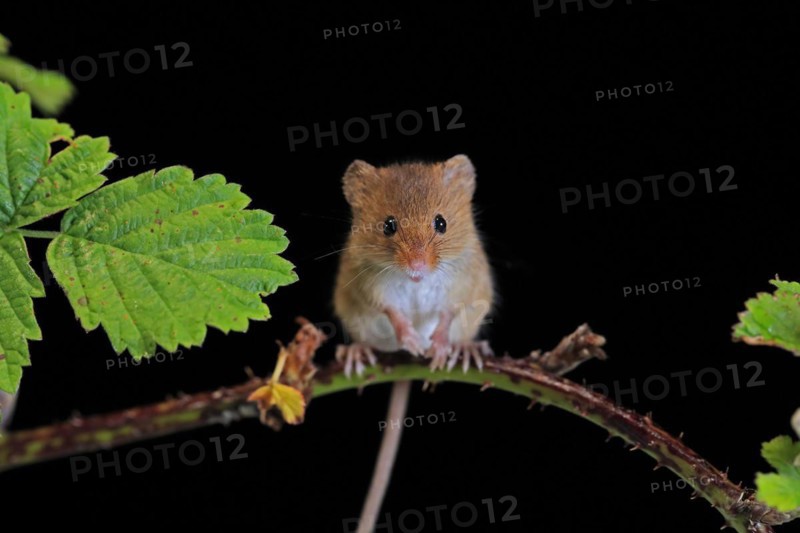 Eurasian harvest mouse (Micromys minutus), adult, on plant stalk, foraging, at night, Scotland, Great Britain
