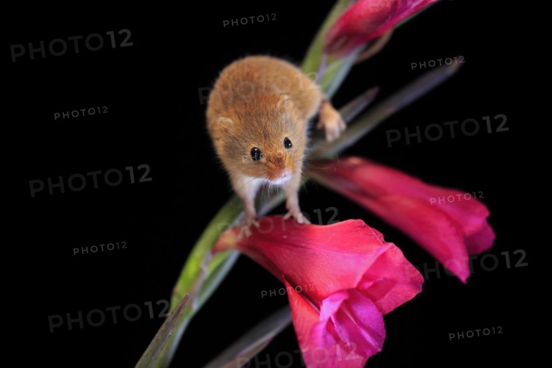 Eurasian harvest mouse (Micromys minutus), adult, on plant stem, flowering, foraging, at night, Scotland, Great Britain