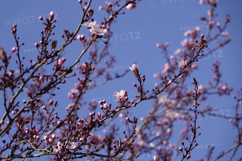 Beautiful blossom of an ornamental cherry, March, Germany, Europe