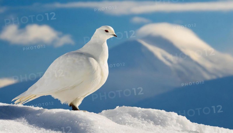 KI generated, A rock ptarmigan foraging in winter, white plumage, (Lagos muta), pheasants