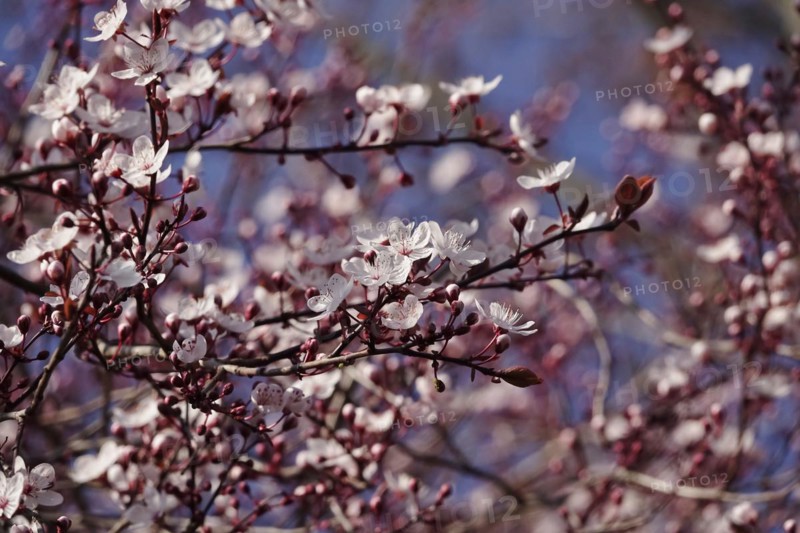 Beautiful blossom of an ornamental cherry, March, Germany, Europe