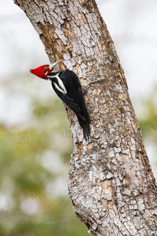 Crimson-crested woodpecker (Campephilus melanoleucos) Pantanal Brazil