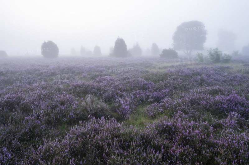 Heath landscape, flowering common heather (Calluna vulgaris), morning mist, Lueneburg Heath, Lower Saxony, Germany, Europe