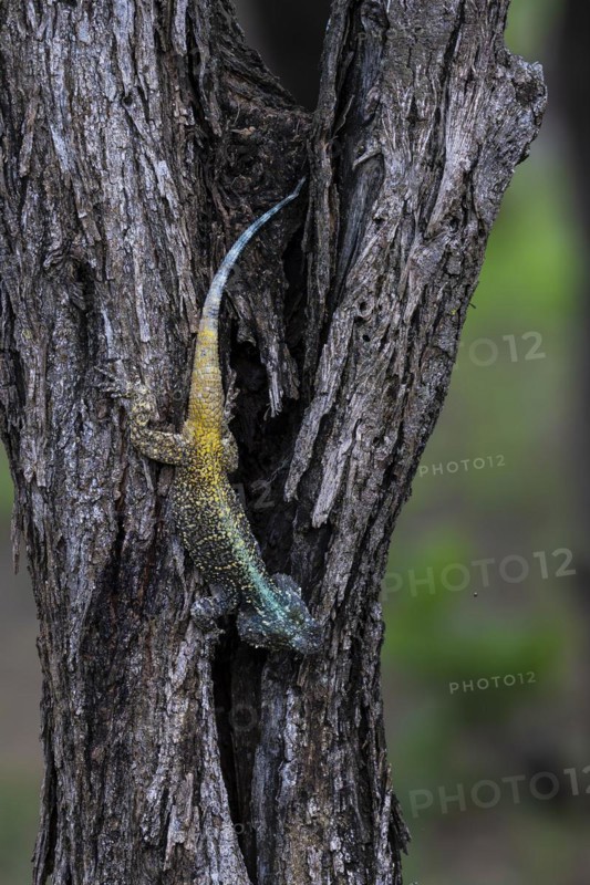 Blue-throated Agama (Acanthocercus atricollis), Madikwe Game Reserve, North West Province, South Africa, RSA, Africa