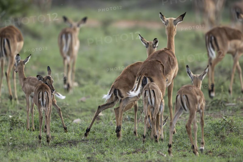 Black Heeler Antelope or Impala (Aepyceros melampus) herd with young, nursery, Madikwe Game Reserve, North West Province, South Africa, RSA, Africa