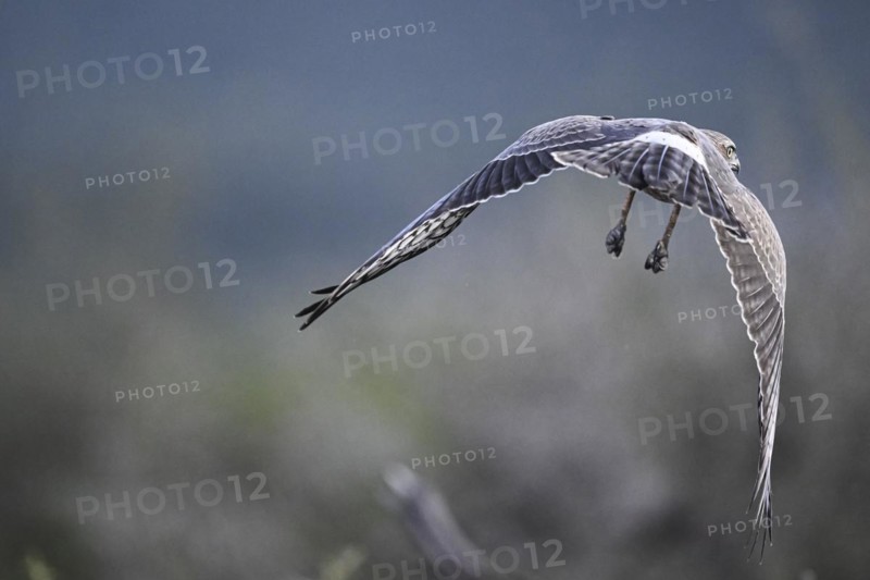 Silver Singing Goshawk, also known as pale chanting goshawk (Melierax canorus) juvenile, Madikwe Game Reserve, North West Province, South Africa, RSA, Africa
