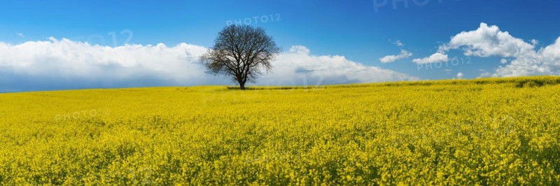 Old English oak (Quercus robur), on the Hoedinger Berg, Hoedingen, Lake Constance district, Upper Swabia, Baden-Wuerttemberg, Germany, Europe