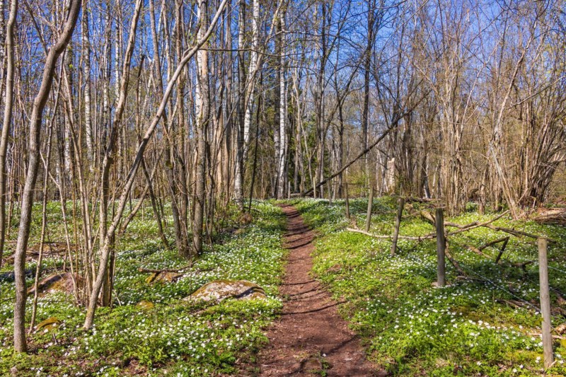 Hiking path with flowering wood anemone (Anemone nemorosa) in a tree grove a beautiful sunny spring day
