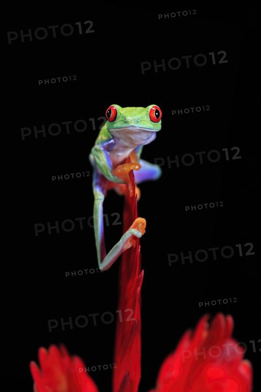 Red-eyed tree frog (Agalychnis callidryas), adult, on bromeliad, captive, Central America