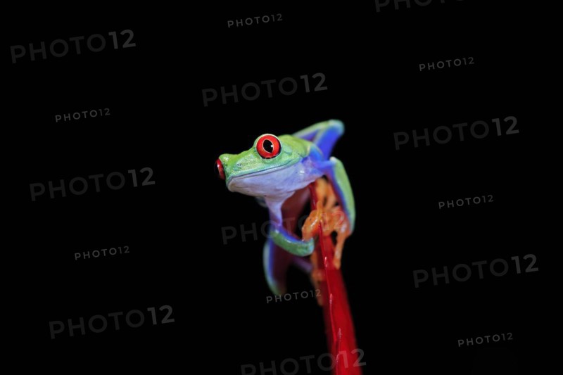 Red-eyed tree frog (Agalychnis callidryas), adult, on bromeliad, captive, Central America