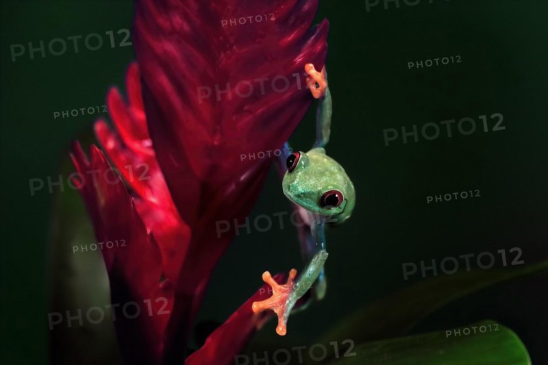 Red-eyed tree frog (Agalychnis callidryas), adult, on bromeliad, captive, Central America