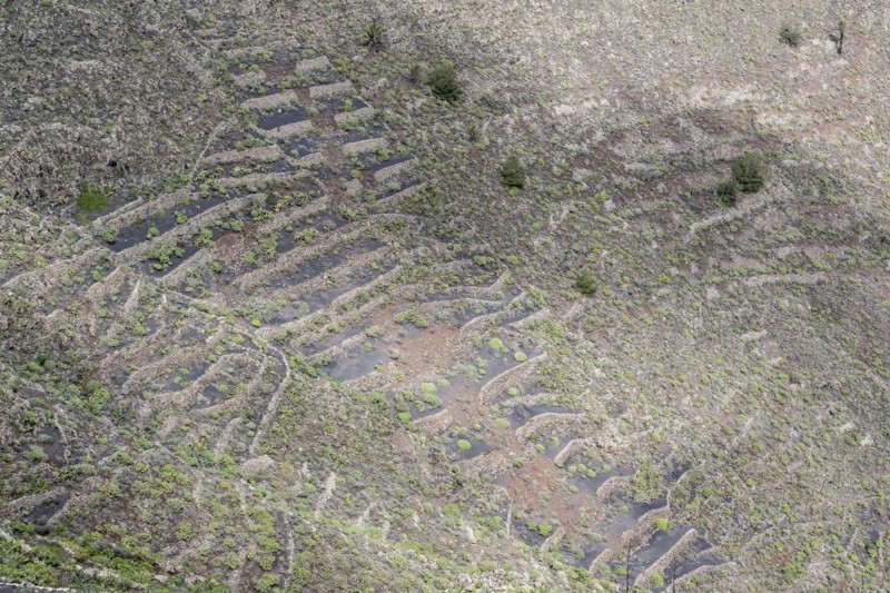 Agriculture terraced landscape seen from the Mirador del Guinate, Haria, Lanzarote, Canary Islands, Spain, Europe